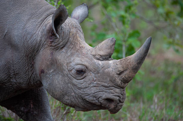 istock Black Rhino in the Wild 1293162638