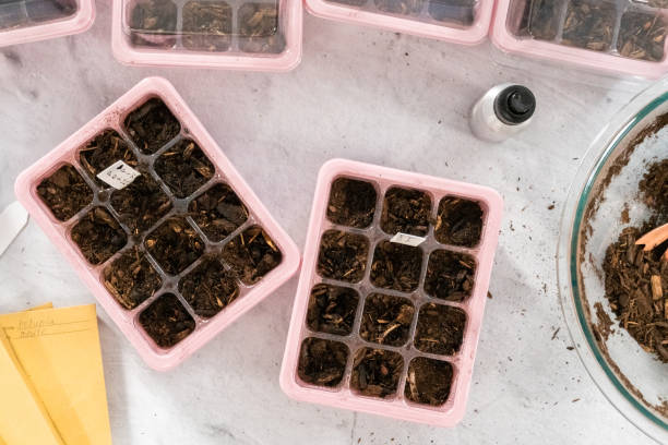 istock Planting seeds into seed starter tray for an indoor garden. 1293162775