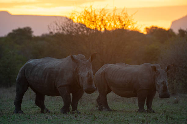 istock White Rhinos at Sunset 1293163252