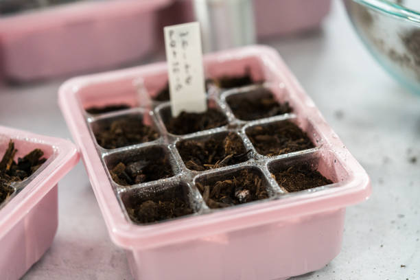 istock Planting seeds into seed starter tray for an indoor garden. 1293163370