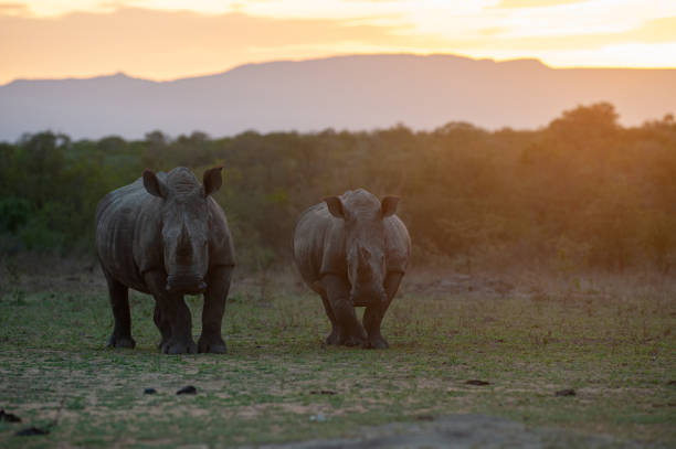 istock White Rhinos at Sunset 1293163560