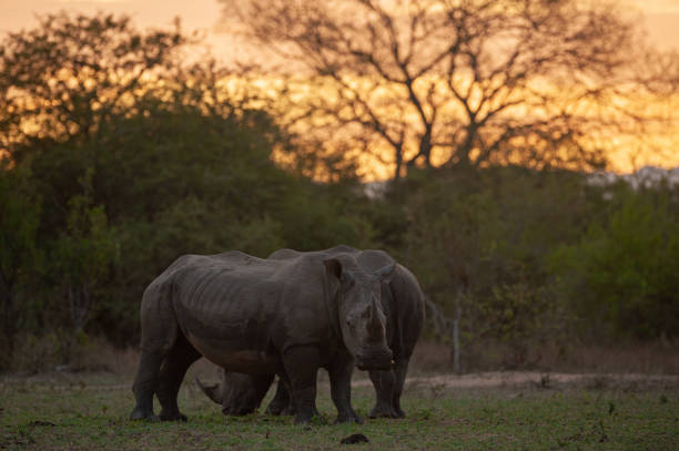 istock White Rhinos at Sunset 1293163600