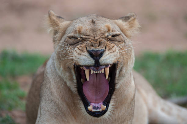 istock Wild female Lion 1293163767