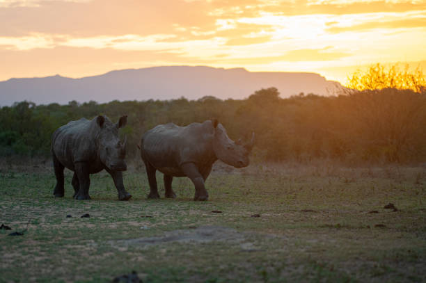 istock White Rhinos at Sunset 1293163792