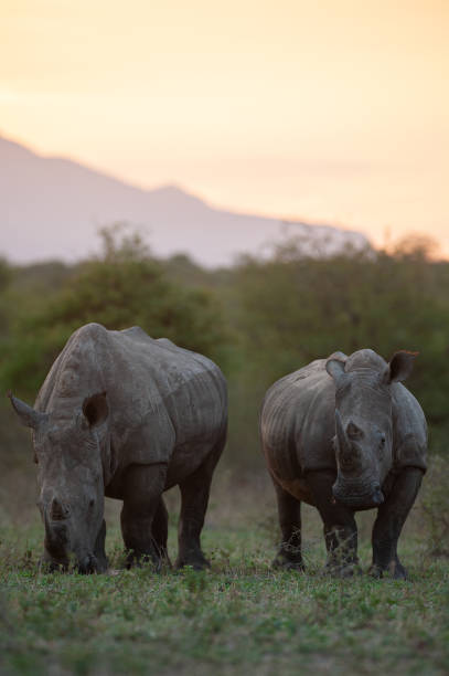 istock White Rhinos at Sunset 1293164511