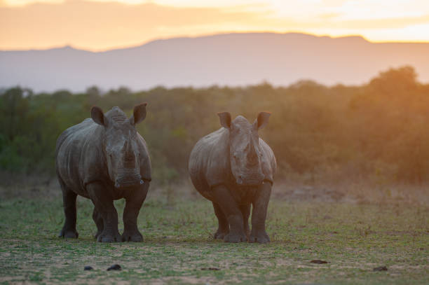 istock White Rhinos at Sunset 1293164737