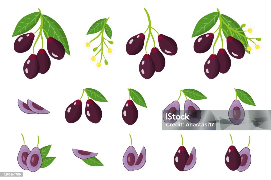 Ensemble Dillustrations Avec Des Fruits Exotiques De Jambolan Des Fleurs Et Des Feuilles