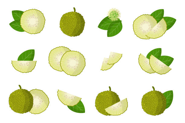 Set of illustrations with Maclura exotic fruits, flowers and leaves isolated on a white background. Set of illustrations with Maclura exotic fruits, flowers and leaves isolated on a white background. Isolated vector icons set. maclura pomifera stock illustrations