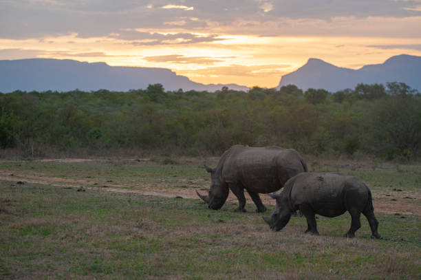 istock White Rhinos at Sunset 1293164934