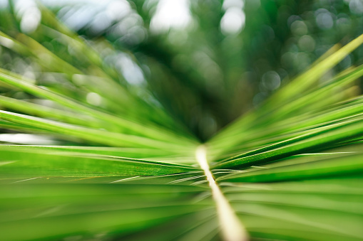 Coconut leaf green background or abstract blur bokeh of coconut leaf