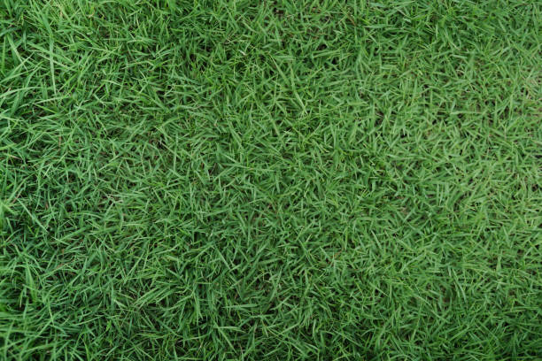 istock Grass texture for the background. Natural green grass top view sport background texture concept 1293165648