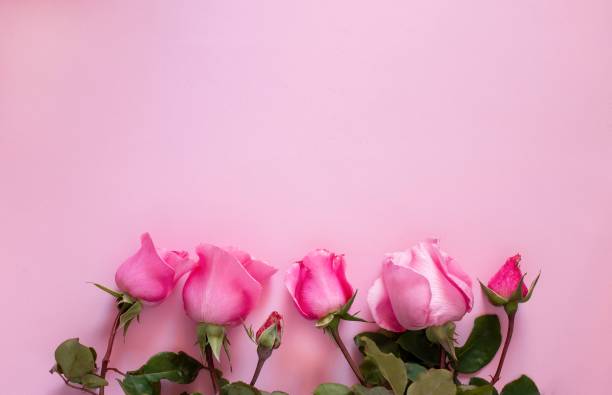 istock pink roses on pink background 1293165761