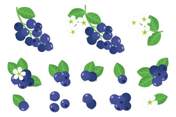 샤드베리 이국적인 과일, 꽃과 흰색 배경에 고립 된 잎 그림세트. - sarvis stock illustrations