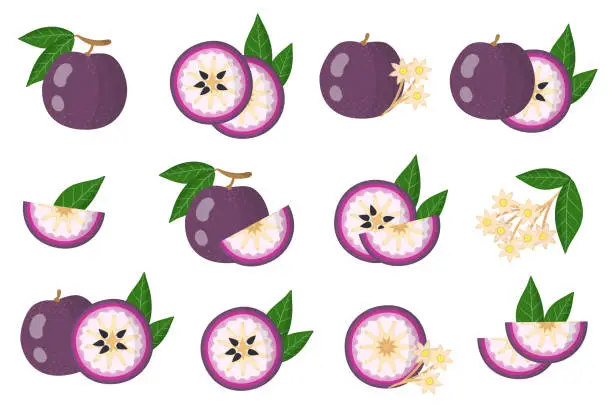 Vector illustration of Set of illustrations with Purple star apple exotic fruits, flowers and leaves isolated on a white background.