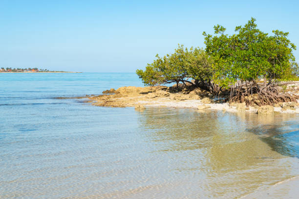 Cuba. Sea, sun and sand. Vegetation, hotels, swimming pools. Tropical greenery.