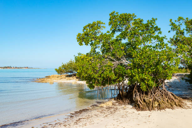 istock Cuba. Sea, sun and sand. 1293165933