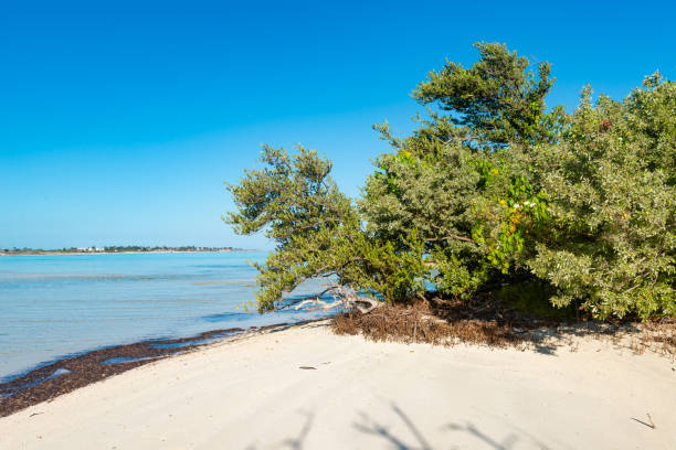 istock Cuba. Sea, sun and sand. 1293165936