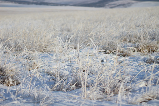 Frozen Grass Close-up in Snow in Winter Against Snowcapped Mountains Range Covered with Evergreen Trees Woodland