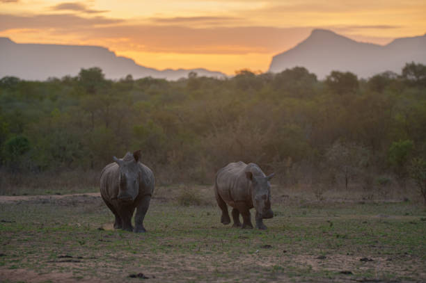 istock White Rhinos at Sunset 1293166171