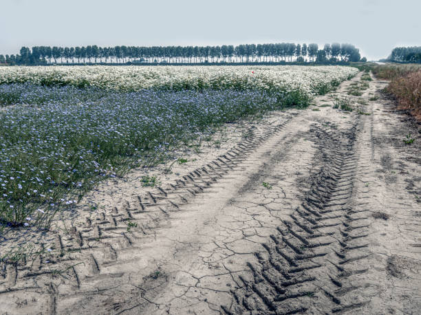 tractor traces in the dirt of the agricultural field, close-up photo