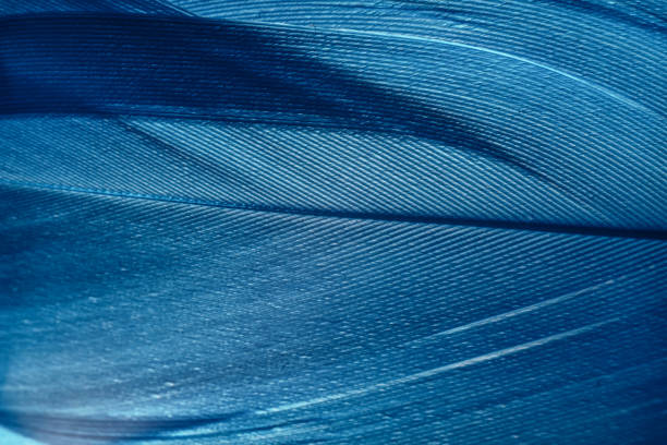 istock Beautiful Blue trends feather pattern texture background. Macro photography view. 1293167059