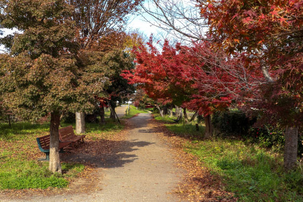 istock Autumn park colored with Japanese maple leaves 1293167720