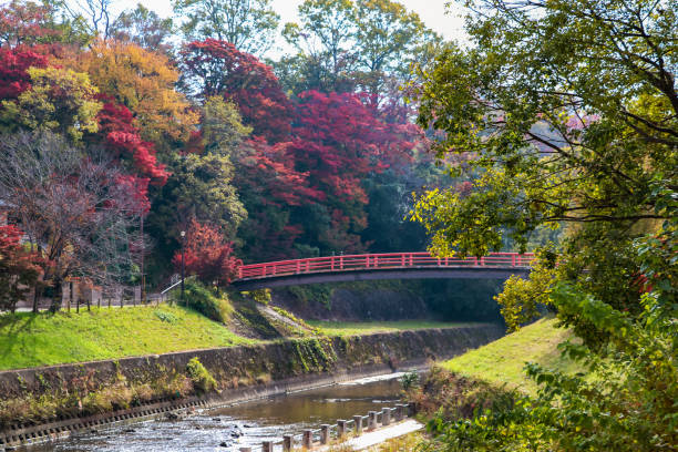istock Riverbank colored with maple leaves in late fall 1293167752