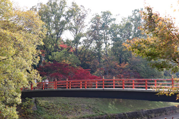 istock Tatsuta River colored by autumn leaves 1293167831