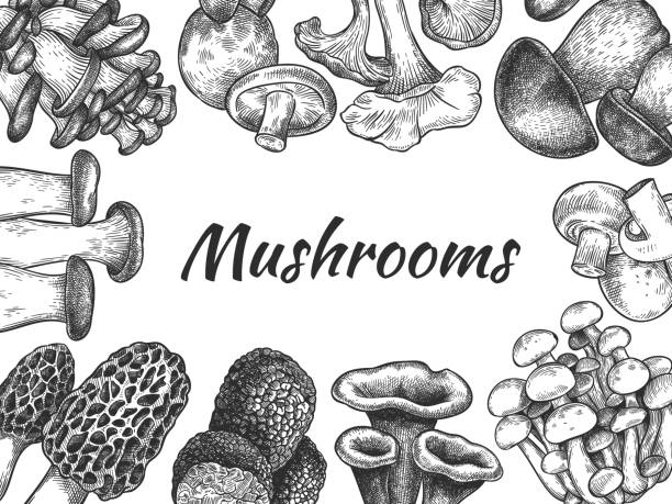 Mushrooms. Hand drawn different mushrooms organic vegetarian product food, sketch design for menu, label or packaging, vector background Mushrooms. Hand drawn different mushrooms organic vegetarian product food, sketch design for menu, label or packaging, vector background. Edible mushroom morel, truffle, champignon, trumpet peppery bolete stock illustrations