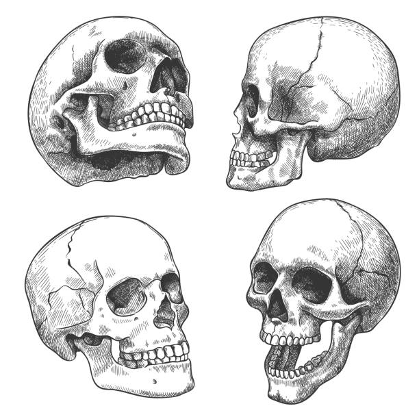 ilustrações, clipart, desenhos animados e ícones de crânio desenhado à mão. desenhei crânios anatômicos em diferentes ângulos, tatuagem gótica. esqueleto humano morto cabeça halloween gravura vetor set - skull