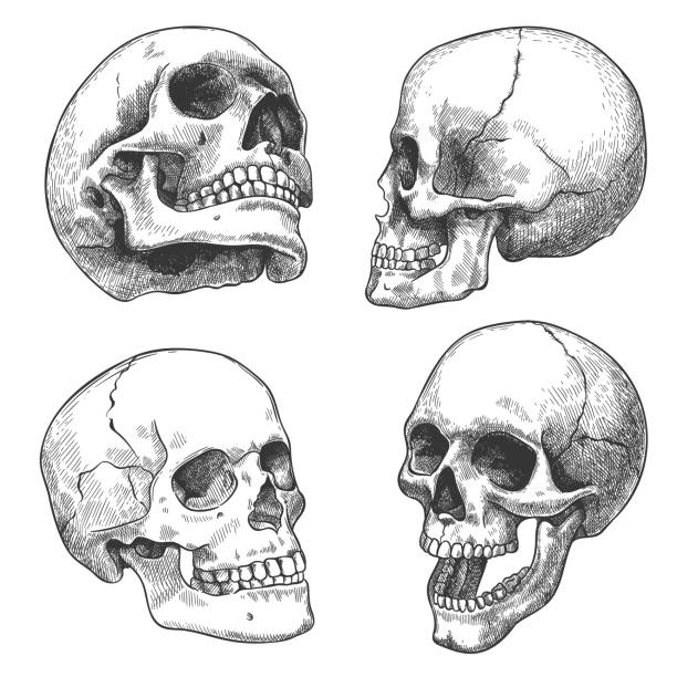 нарисованный вручную череп. эскиз анатомических черепов под разными углами, готическая татуировка. человеческий скелет мертвой головы хэл - human skeleton halloween skull human bone stock illustrations