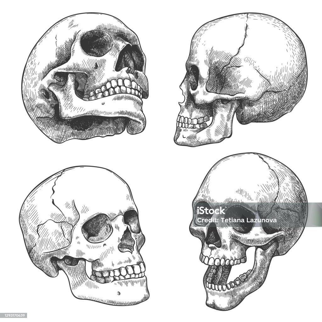 Hand drawn skull. Sketch anatomical skulls in different angles, gothic tattoo. Human skeleton dead head halloween engraving vector set Hand drawn skull. Sketch anatomical skulls in different angles, gothic tattoo. Human skeleton dead head halloween engraving vector set. Evil and frightening face with open and closed teeth Skull stock vector