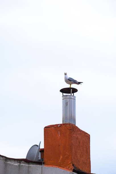 istock chimney and seagull on the roof, cloudy sky 1293170675