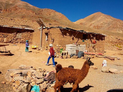 People living high up in the Andes mountains normally raises llamas as domestic animals, Ruta 40, Salta Province, Argentina