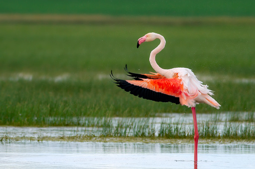 flamingo.