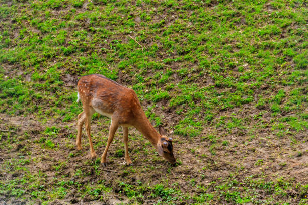 istock Young deer grazing on a green meadow 1293173731