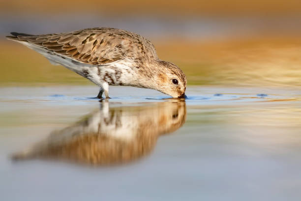 istock Nature and birds. Colorful nature background. Dunlin. 1293173756