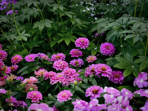 Background of Pink Flowering Plants Against Green Leaves