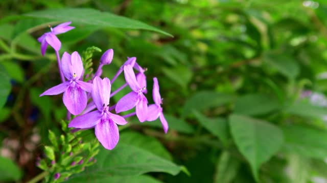 4K,Purple flower on bloom with green left background