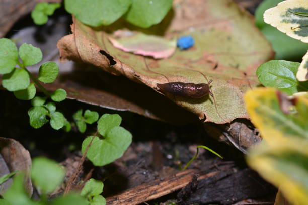 istock Slug on a leaf on the garden floor 1293176032