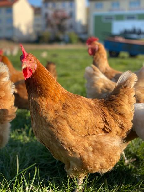 istock Free range chicken and organic farming 1293176643