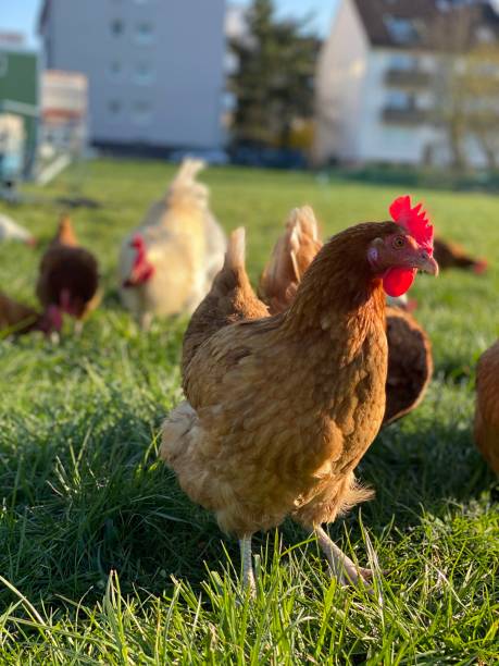 istock Free range chicken and organic farming 1293176683