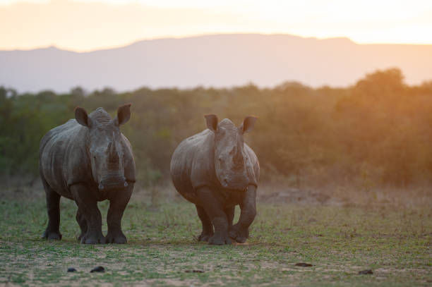istock White Rhinos at Sunset 1293177891