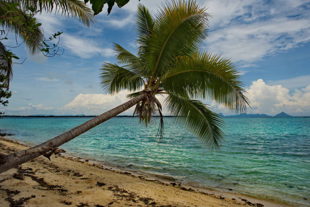 istock Palm grove on a reef island 1293181001