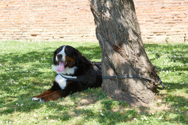Bernese Mountain Dog laying in the park stock photo