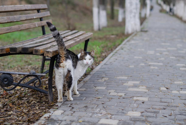 istock The street cat is walking. Yard spotted cat. 1293182107
