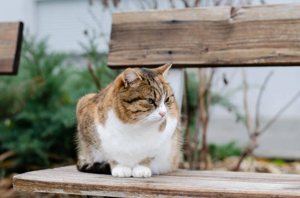 istock The street cat is walking. Yard spotted cat. 1293182115