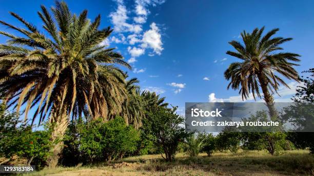The Nature In Algeria Landscape In Msila Algeria Stock Photo - Download Image Now