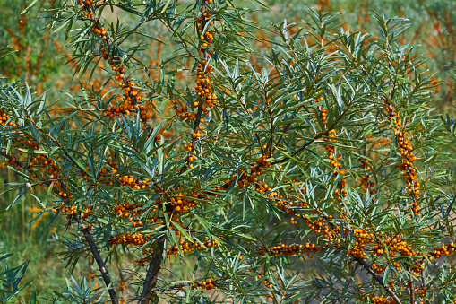 sea buckthorn branches with leaves and orange fruits close up