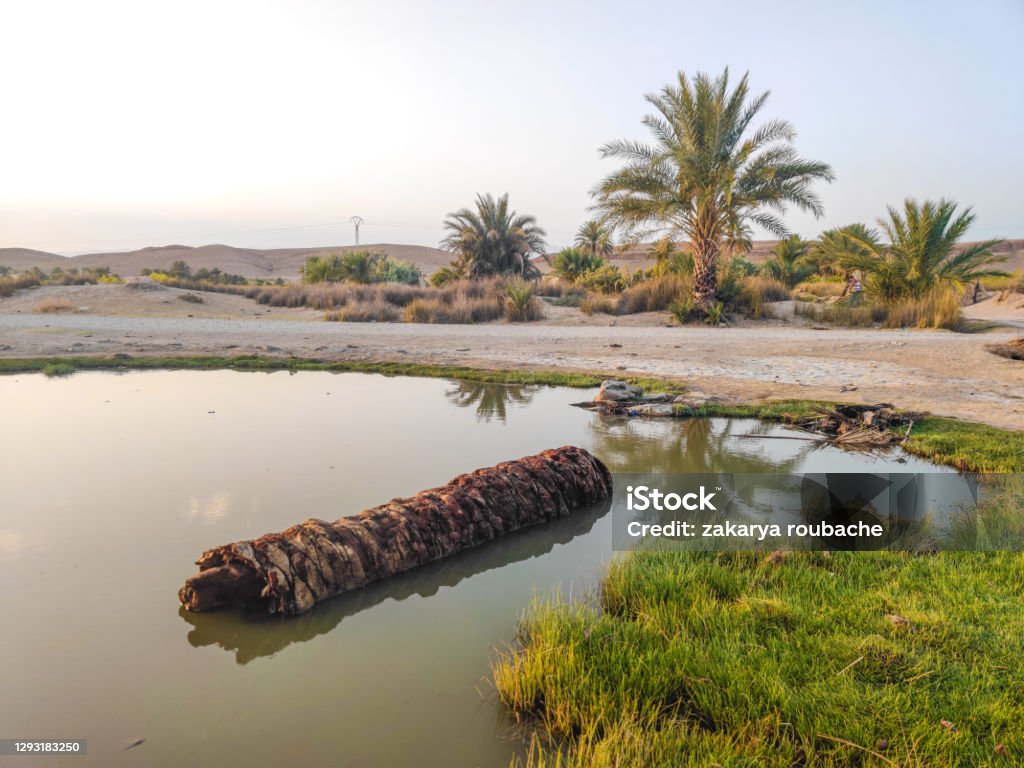 landscape for A cool lake in m'sila with nice reflection and trees in algeria Agricultural Field Stock Photo